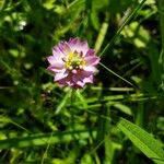 Polygala sanguinea Květ