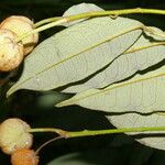 Mabea occidentalis Fruto
