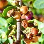 Schinus fasciculata 果實