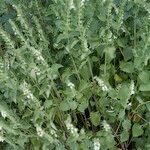 Scutellaria albida 形態