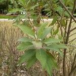 Solanum mauritianumЛист