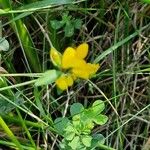 Lotus pedunculatus Flor