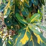Codiaeum variegatum Leaf
