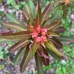 Euphorbia griffithii Flor