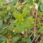 Stachys corsica Foglia