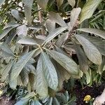 Lithocarpus edulis Yaprak