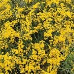 Senecio pterophorus عادت داشتن