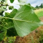 Populus nigra 叶