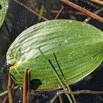 Potamogeton natans Blatt