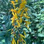 Ligularia sibirica花