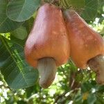 Anacardium occidentale Vrucht