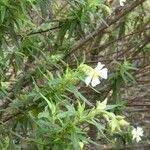 Cistus monspeliensis পাতা