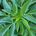 Helleborus lividus Leaf