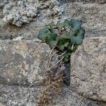 Cymbalaria aequitriloba Leaf