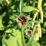 Hibiscus cannabinus Fruchs