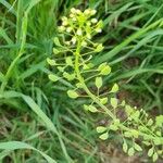 Mummenhoffia alliacea Blad