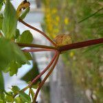 Euphorbia pterococca Habitus