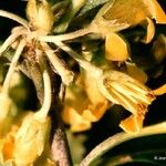 Pittosporum pancheri फूल
