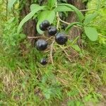 Ligustrum vulgare Fruit