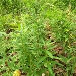 Polygonatum verticillatum 形態