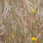 Trisetum paniceum 葉