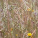 Trisetaria panicea Blad