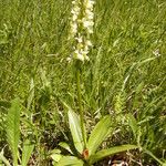 Orchis pallens 花