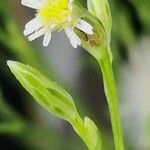 Symphyotrichum subulatum Kukka