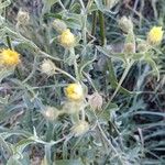 Andryala integrifolia Plante entière