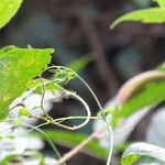 Cayaponia africana Kabuk