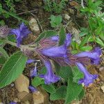 Strobilanthes tomentosa Buveinė