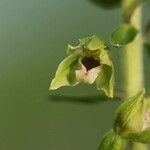 Epipactis rhodanensis 花