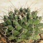 Mammillaria magnimamma Ліст