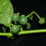 Solanum volubile Vrucht