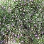 Agalinis edwardsiana Fleur