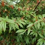 Cotoneaster salicifolius Φύλλο