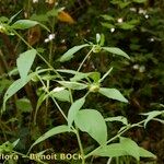 Carpesium cernuum Habit