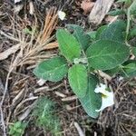 Cistus salviifolius Fuelha