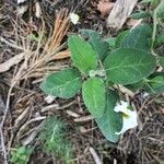 Cistus salviifolius Liść