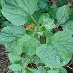 Ageratum conyzoides Лист