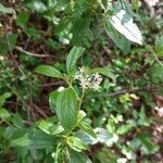 Ceanothus herbaceus অভ্যাস