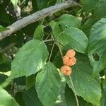 Croton sylvaticus Leaf