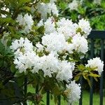 Rhododendron decorum Flor