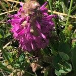 Pedicularis verticillataFloro