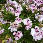 Pelargonium grandiflorum Fleur