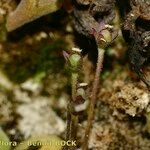 Pinguicula longifolia Hábito