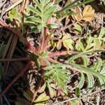 Potentilla douglasii Leaf