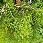 Abies concolor Fuelha