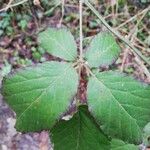 Rubus vestitus Blatt