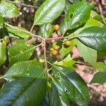 Ilex cassine Hoja